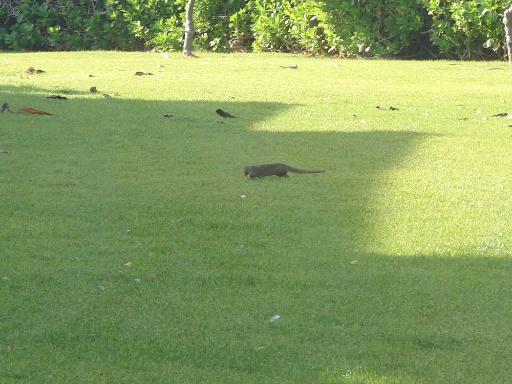 A mongoose