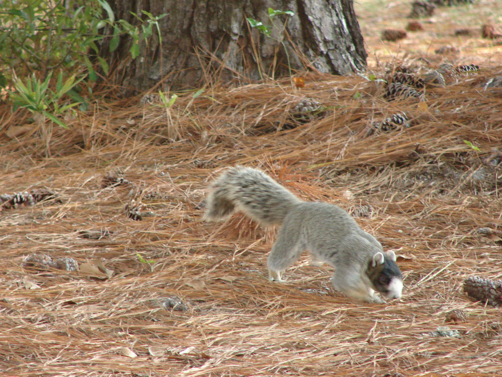 Gray Fox Squirrel