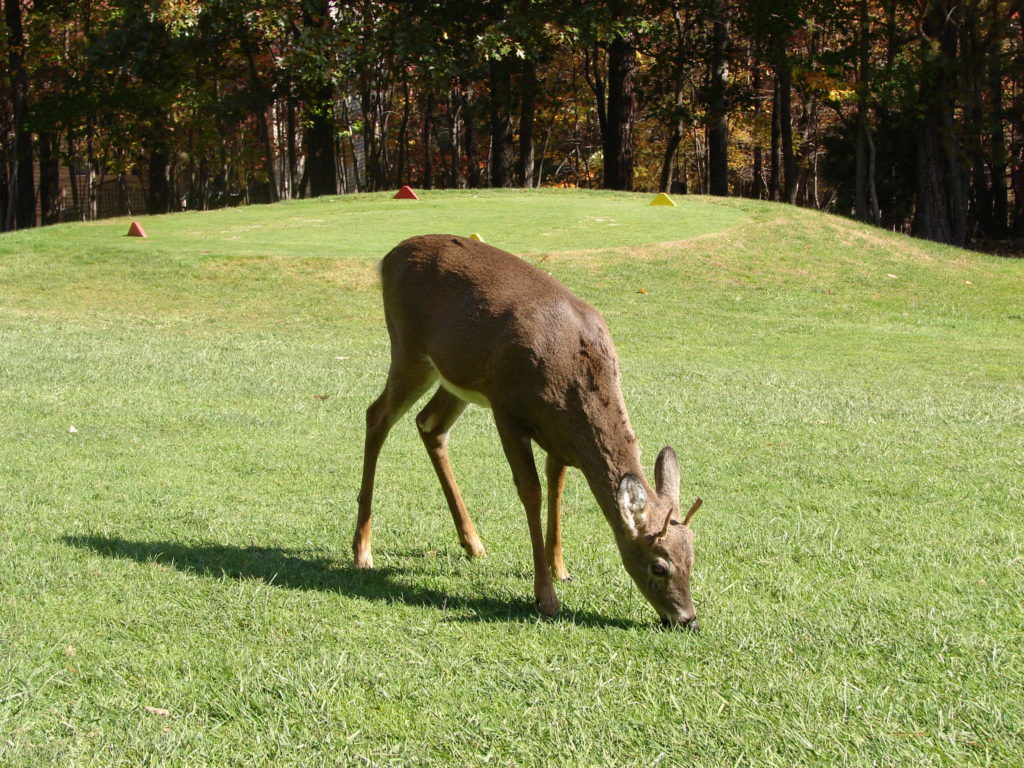 a young whitetail deer