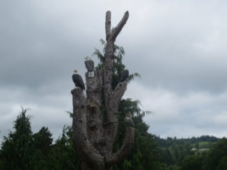 Eagles and owls carved into a dead tree